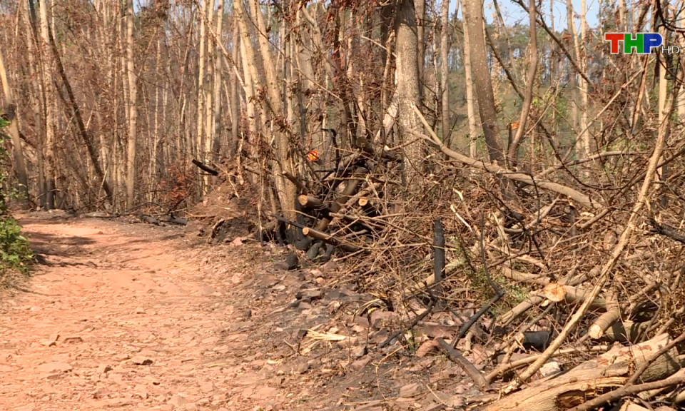 Bản tin Hải Ph&ograve;ng h&ocirc;m nay (12/12/2024)