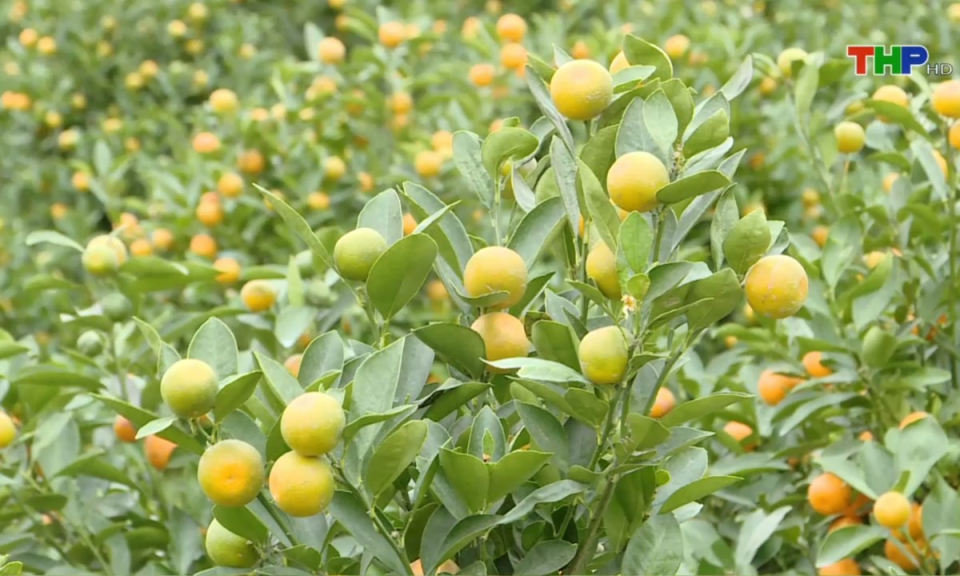 Bản tin thời sự tối (13/12/2024)