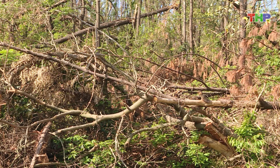 Tăng cường ph&ograve;ng, chống ch&aacute;y rừng