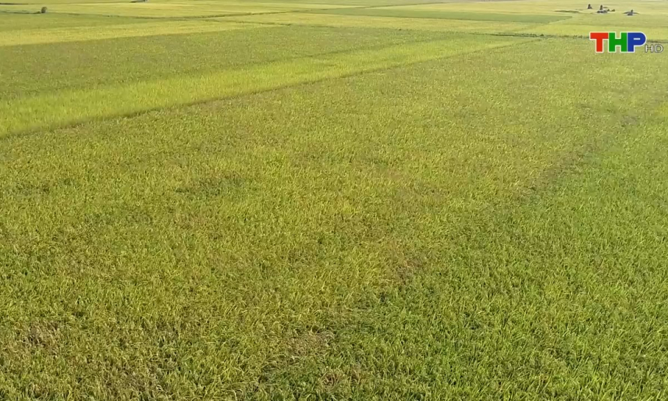 Bản tin thời sự s&aacute;ng (19/12/2024)