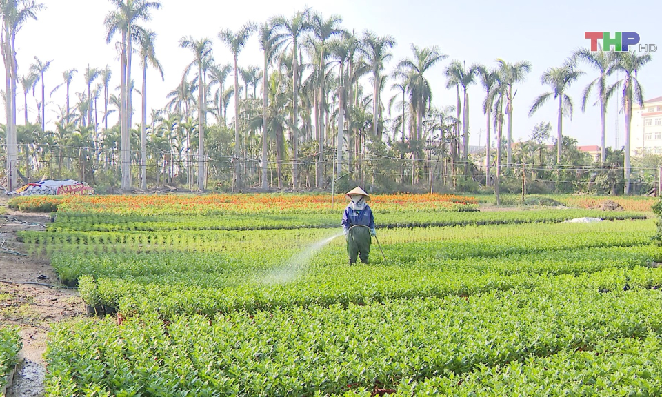 Chuẩn bị hoa trang tr&iacute; trong dịp Tết