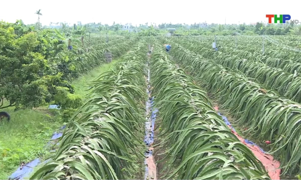 Bản tin Hải Ph&ograve;ng h&ocirc;m nay (25/12/2024)
