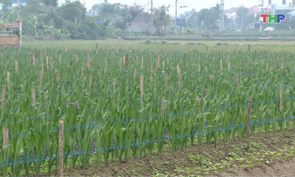 Bản tin thời sự trưa (29/12/2024)