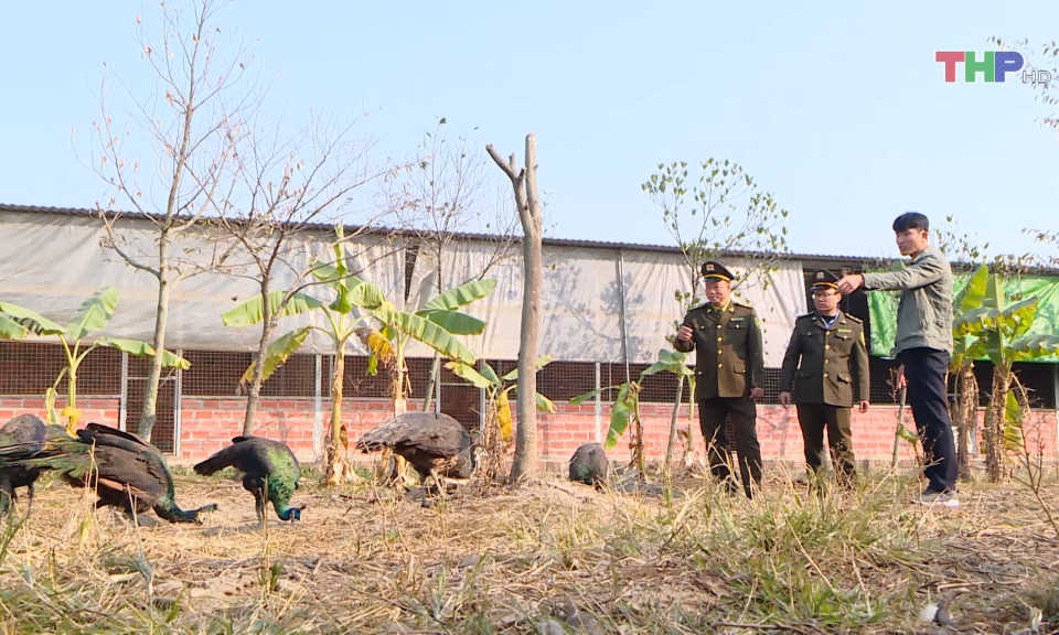 Bảo vệ chim hoang d&atilde;