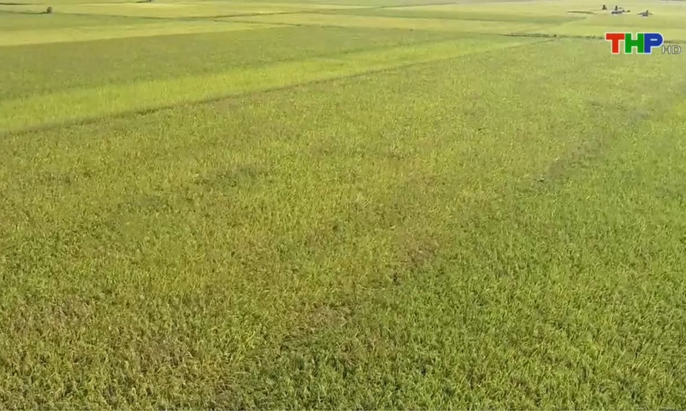 Bản tin Hải Ph&ograve;ng h&ocirc;m nay (29/12/2024)