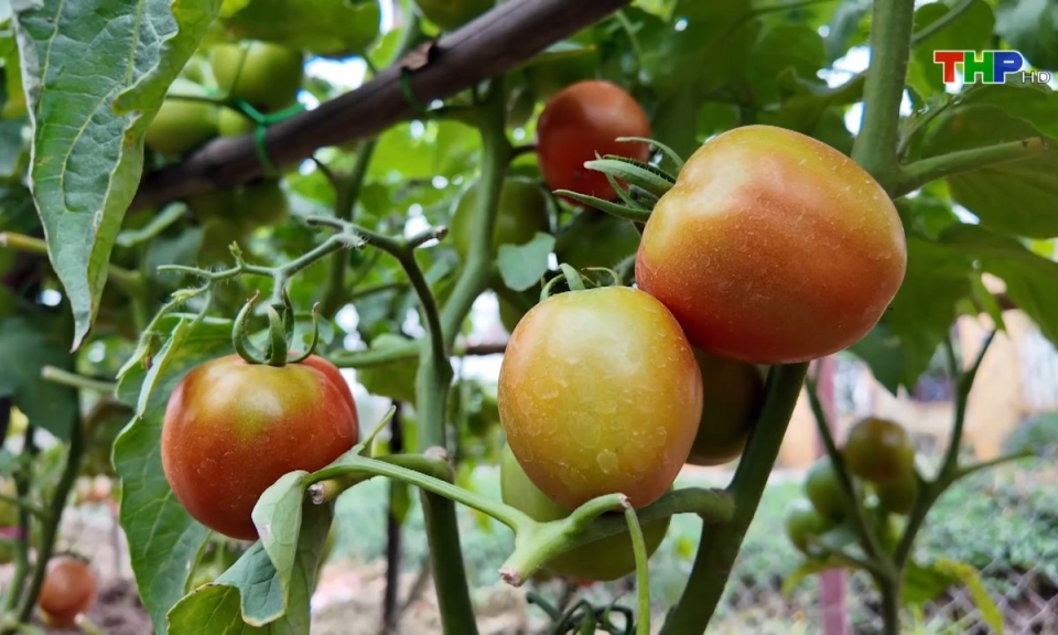 10 ph&uacute;t v&agrave;ng (30/12/2024)