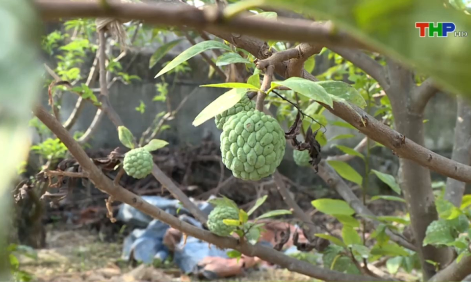 Bản tin Hải Ph&ograve;ng h&ocirc;m nay (31/12/2024)