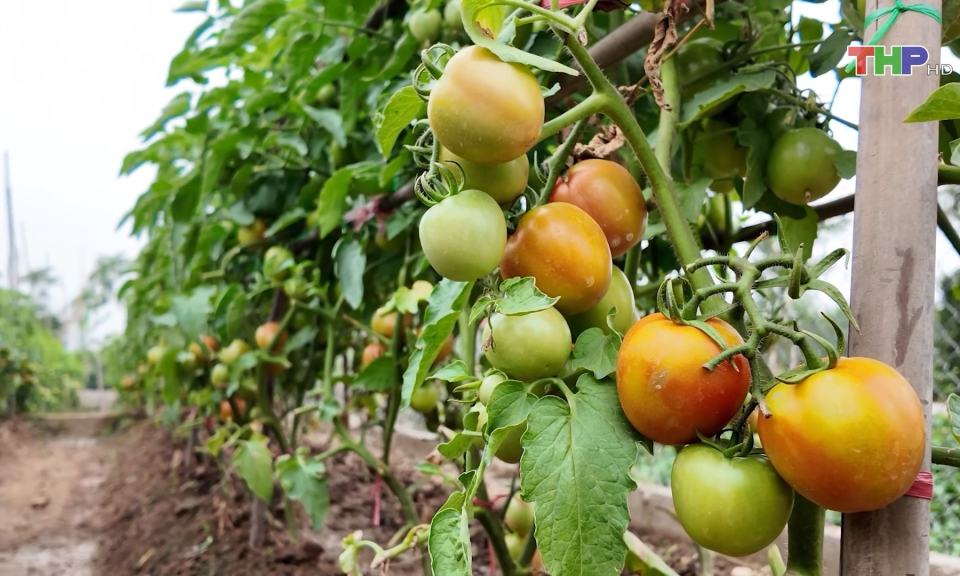 Tập trung sản xuất n&ocirc;ng sản phục vụ Tết