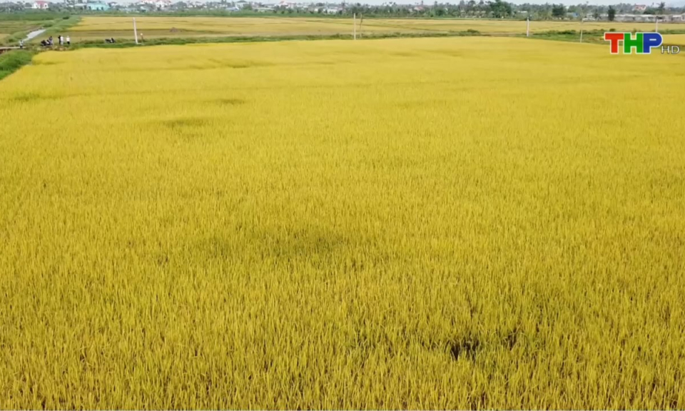 Bản tin Hải Ph&ograve;ng h&ocirc;m nay (02/01/2025)