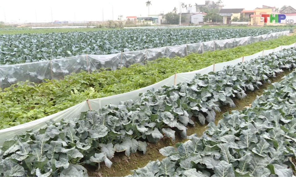 Bản tin thời sự trưa (03/01/2025)