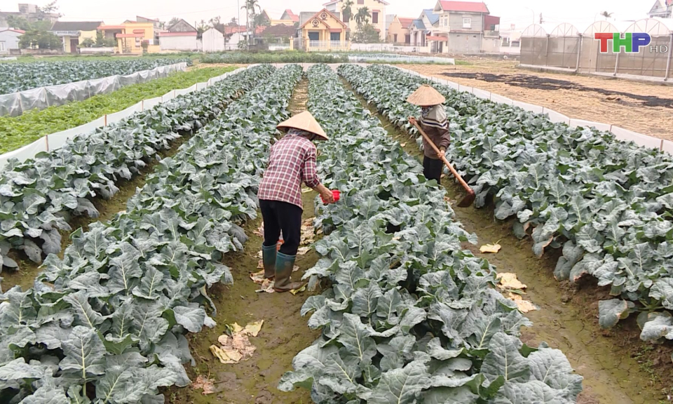 Chuẩn bị vụ Xu&acirc;n