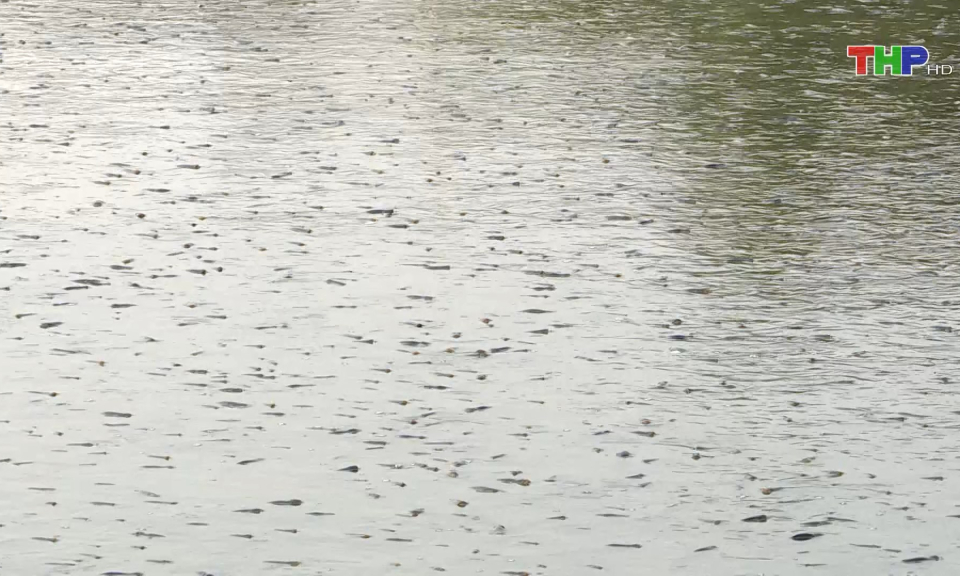 T&igrave;nh trạng c&aacute; nổi d&agrave;y tại hồ Ti&ecirc;n Nga