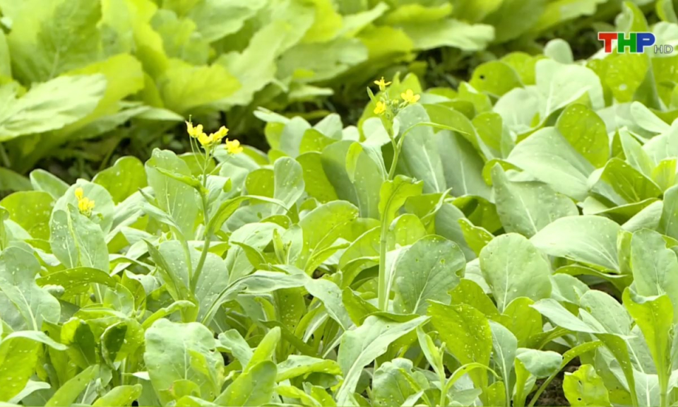 Bản tin Hải Ph&ograve;ng h&ocirc;m nay (03/01/2025)