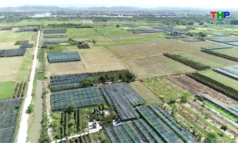 N&ocirc;ng th&ocirc;n mới Hải Ph&ograve;ng: Ph&aacute;t triển li&ecirc;n kết trong sản xuất n&ocirc;ng nghiệp