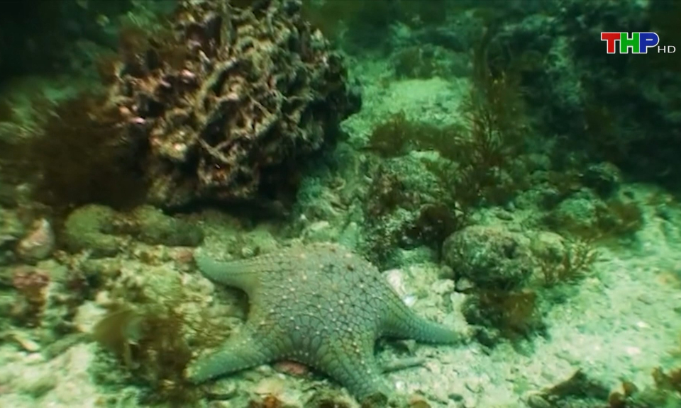 Bảo tồn đa dạng sinh học Khu dự trữ sinh quyển C&aacute;t B&agrave;