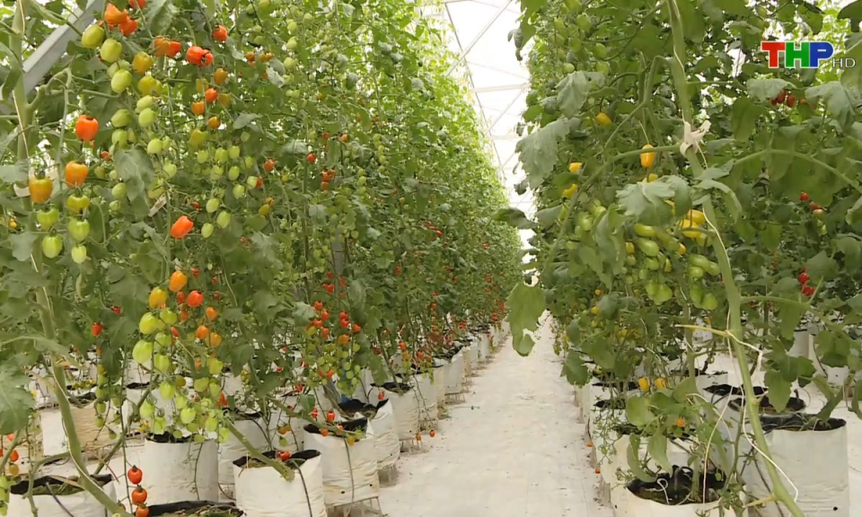 Kinh tế v&agrave; đ&ocirc; thị: Doanh nghiệp, Hợp t&aacute;c x&atilde; chung tay đảm bảo nguồn h&agrave;ng phục vụ ti&ecirc;u d&ugrave;ng trong dịp Tết