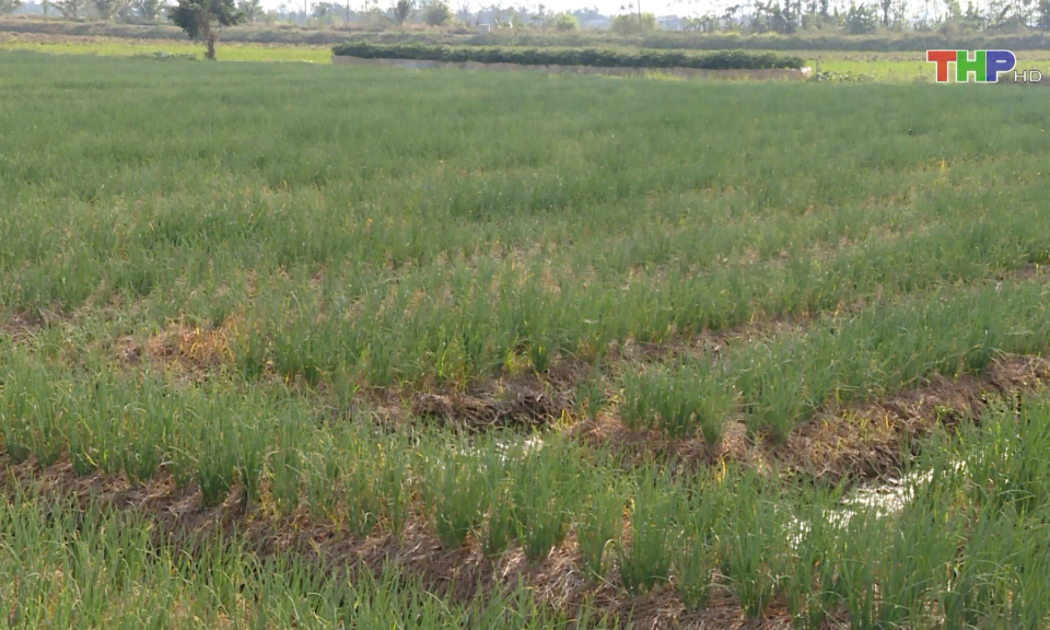 Ph&aacute;t huy hiệu quả c&acirc;y trồng vụ Đ&ocirc;ng