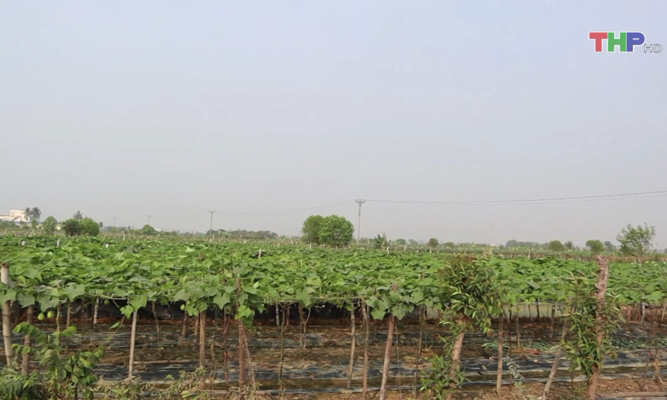 Chuẩn bị rau m&agrave;u phục vụ thị trường Tết