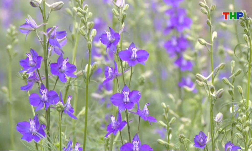 Bản tin thời sự s&aacute;ng (11/01/2025)