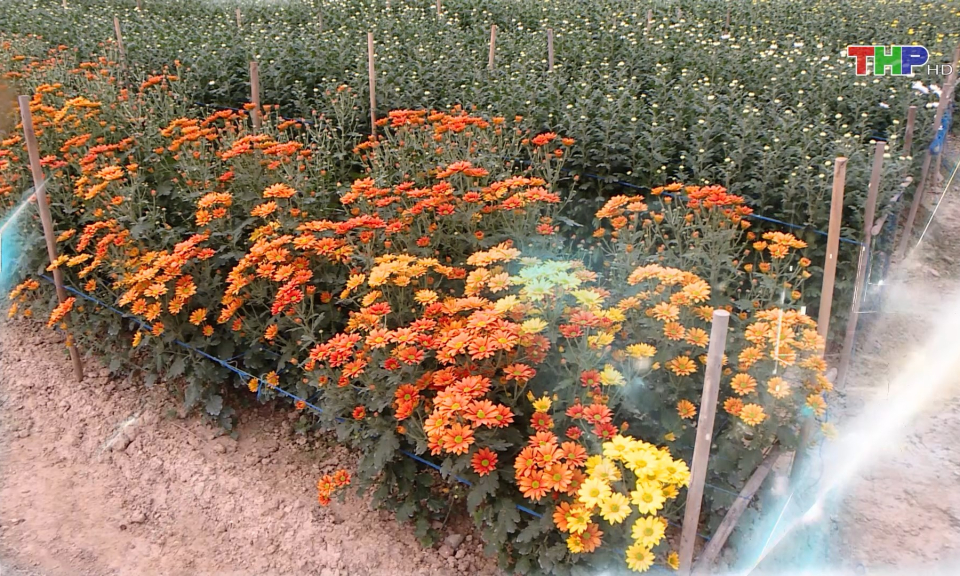 L&agrave;ng hoa rực rỡ sắc xu&acirc;n