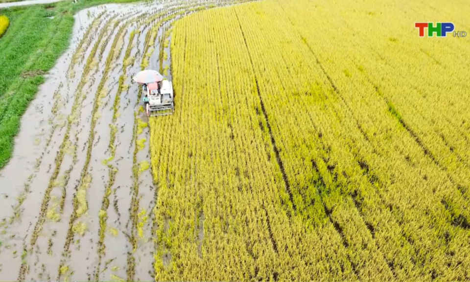 10 ph&uacute;t v&agrave;ng (11/01/2025)