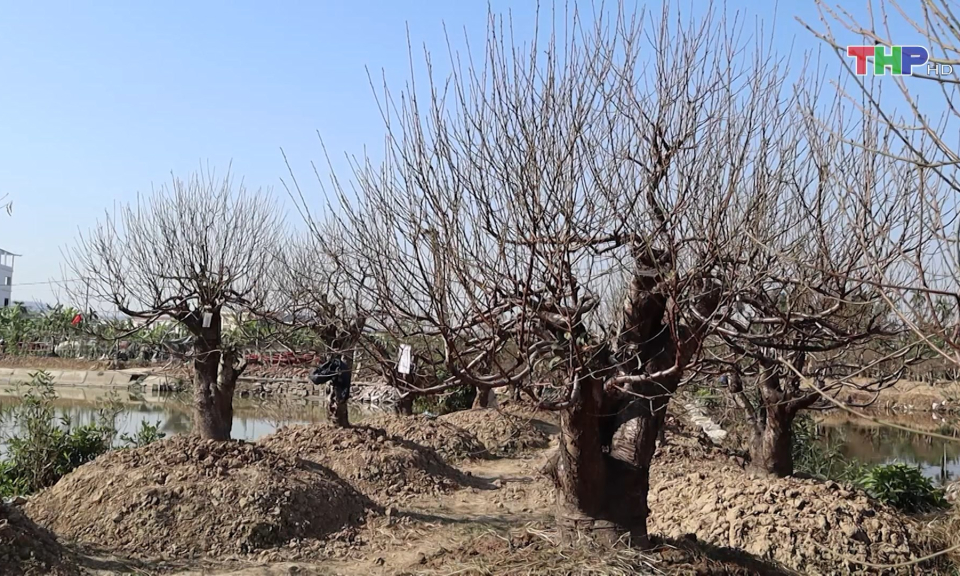 Sắc xu&acirc;n L&agrave;ng hoa   