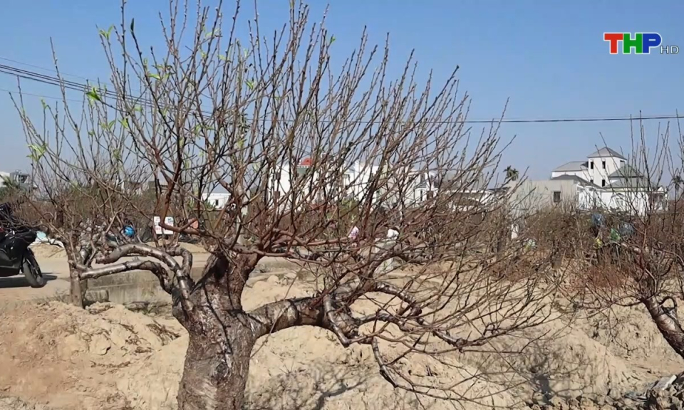 Bản tin Hải Ph&ograve;ng h&ocirc;m nay (14/01/2025)