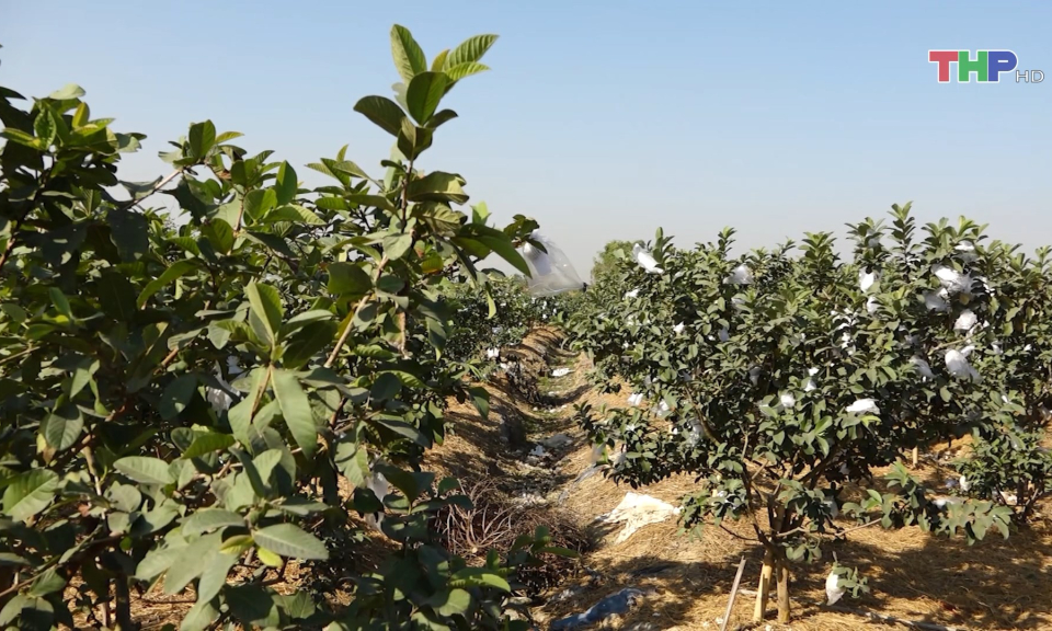 Hiệu quả chuyển dịch cơ cấu kinh tế trong n&ocirc;ng nghiệp