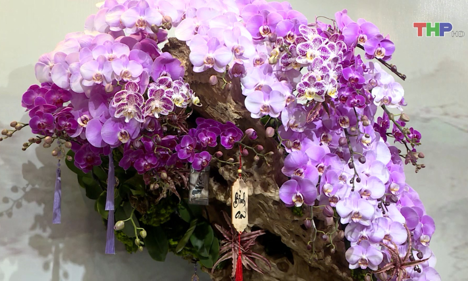 Triển l&atilde;m Hoa lan nghệ thuật  