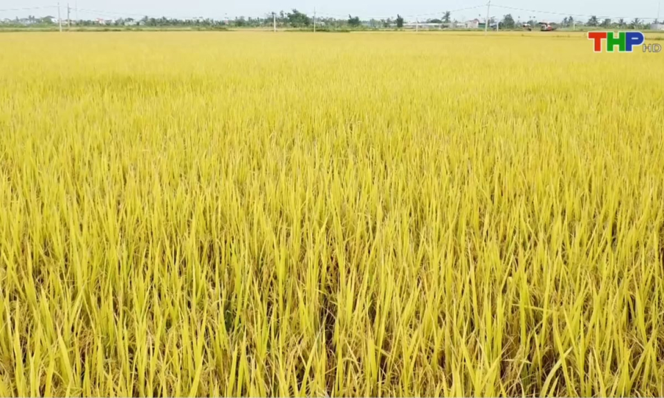 Bản tin thời sự tối (15/01/2025)