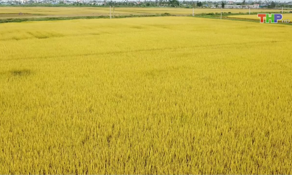 Bản tin thời sự trưa (16/01/2025)