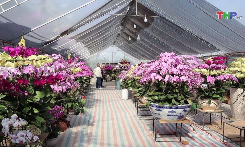 Hoa, c&acirc;y cảnh ng&agrave;y xu&acirc;n