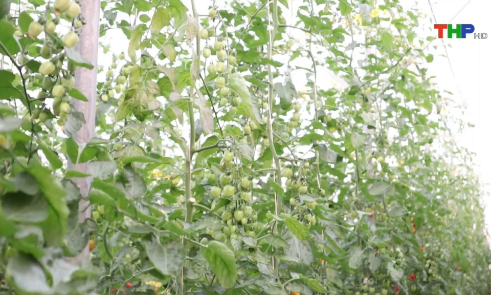 Bản tin tiếng Trung (16/01/2025)