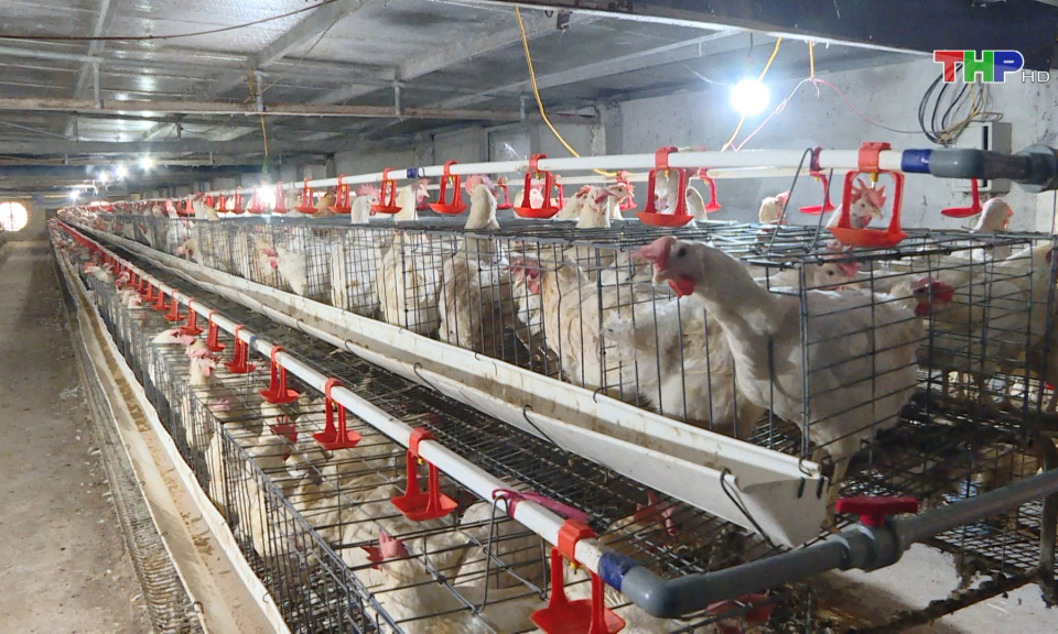 Bảo đảm nguồn cung thực phẩm phục vụ Tết