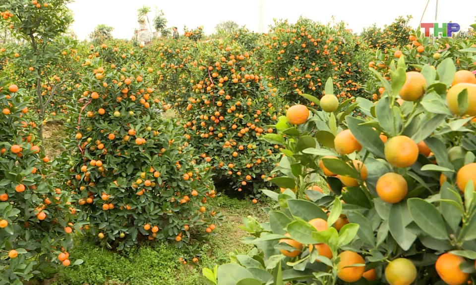 Quất T&acirc;n Vi&ecirc;n mất m&ugrave;a d&ugrave; được gi&aacute;