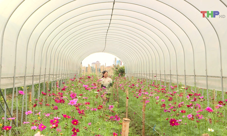 Bảo đảm nguồn cung hoa trong dịp Tết