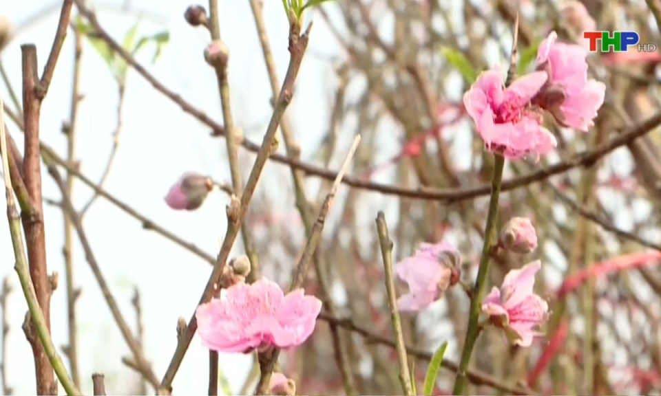 Bản tin Hải Ph&ograve;ng h&ocirc;m nay (23/01/2025)