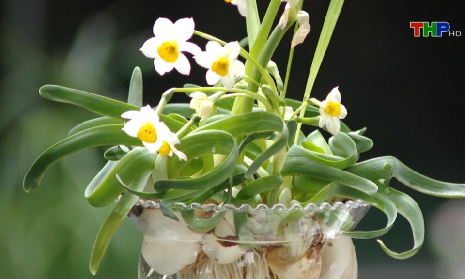 Chuyện đương thời: Nâng niu một nhánh thủy tiên