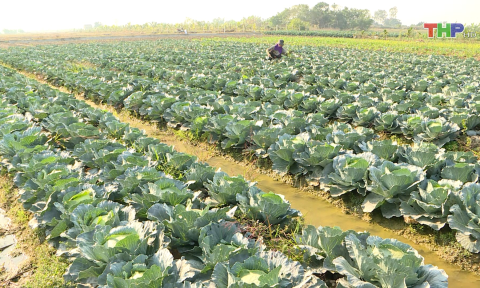 Nguồn cung rau xanh phục vụ thị trường Tết