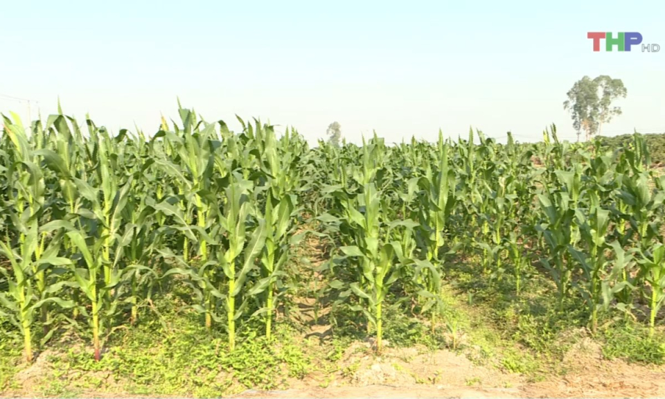 Bản tin thời sự trưa (26/01/2025)