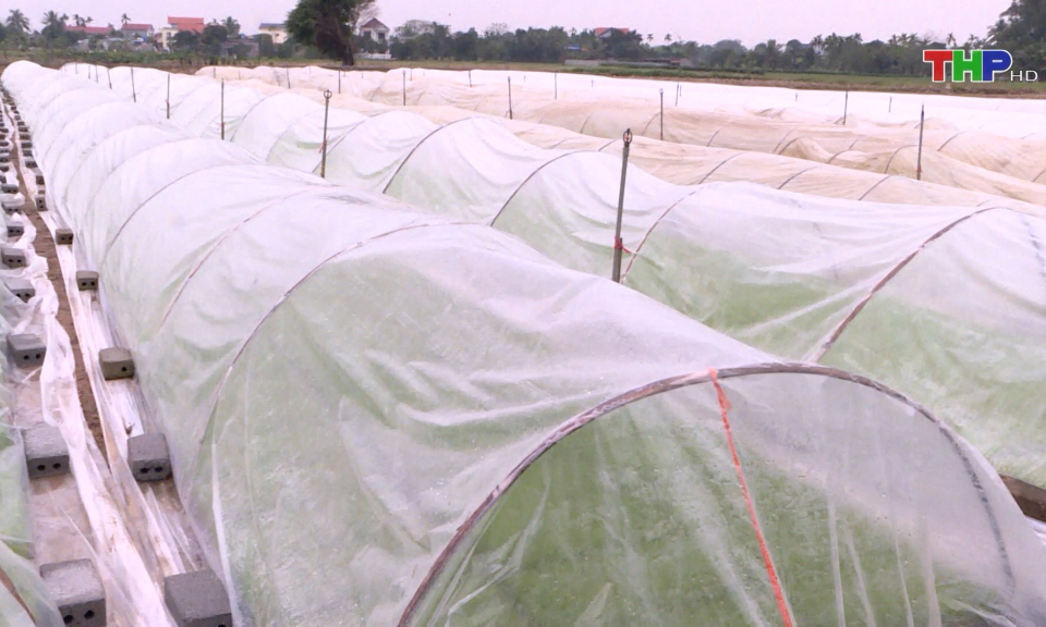 Chủ động ph&ograve;ng chống r&eacute;t cho mạ