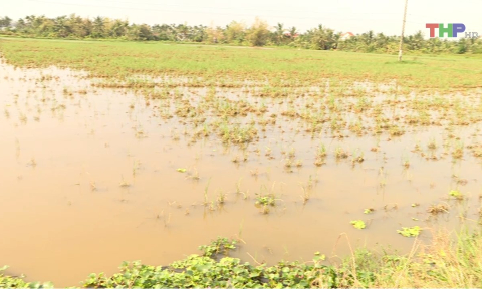 Bản tin thời sự trưa (01/02/2025)
