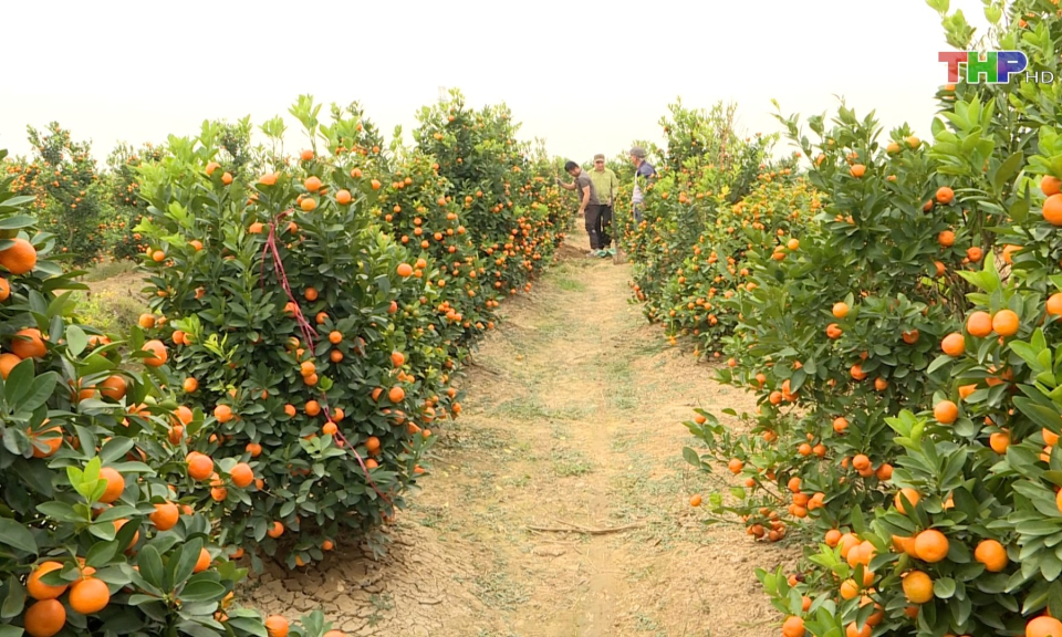 Kh&ocirc;i phục sản xuất hoa, c&acirc;y cảnh