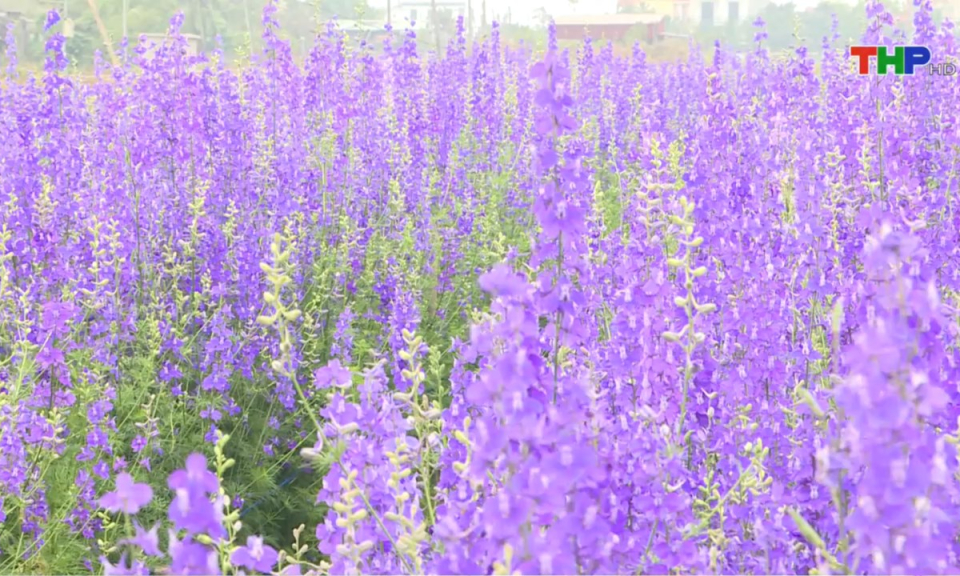 Bản tin thời sự s&aacute;ng (03/02/2025)