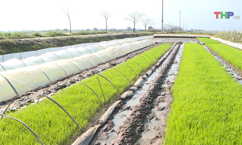 Chủ động gieo cấy Vụ Xu&acirc;n