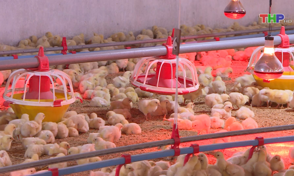 Ph&ograve;ng chống r&eacute;t cho đ&agrave;n vật nu&ocirc;i