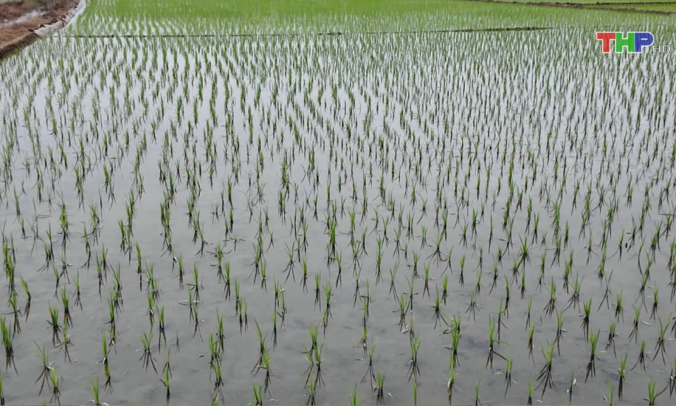 Bản tin thời sự trưa (09/02/2025)