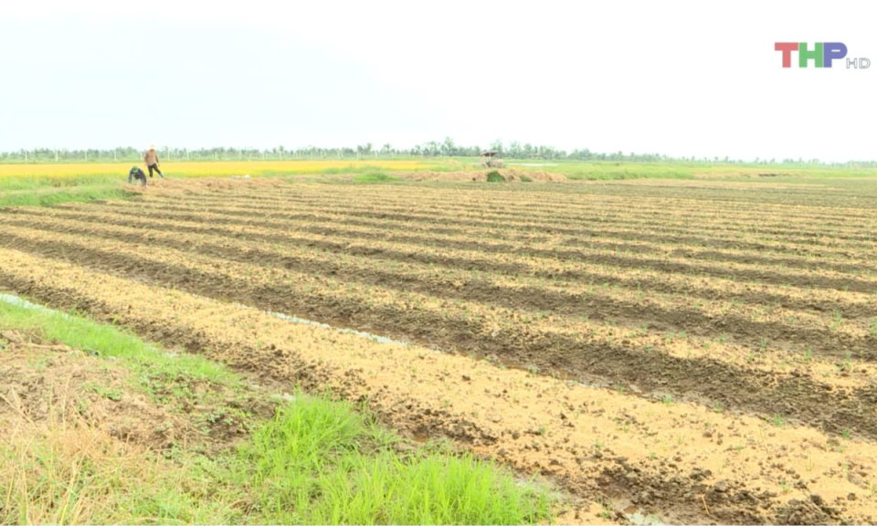 Bản tin thời sự trưa (11/02/2025)