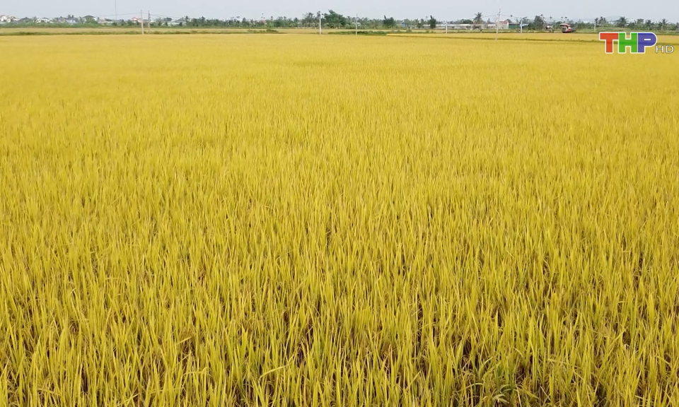 Bảo đảm nguồn cung l&uacute;a gạo