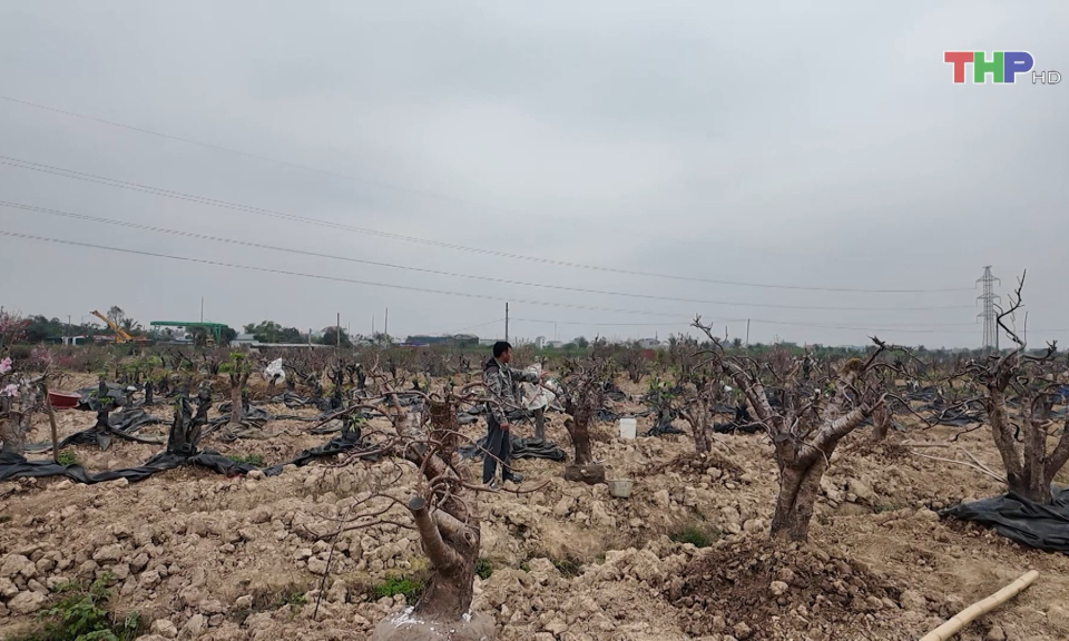 Chăm s&oacute;c hoa, c&acirc;y cảnh sau Tết